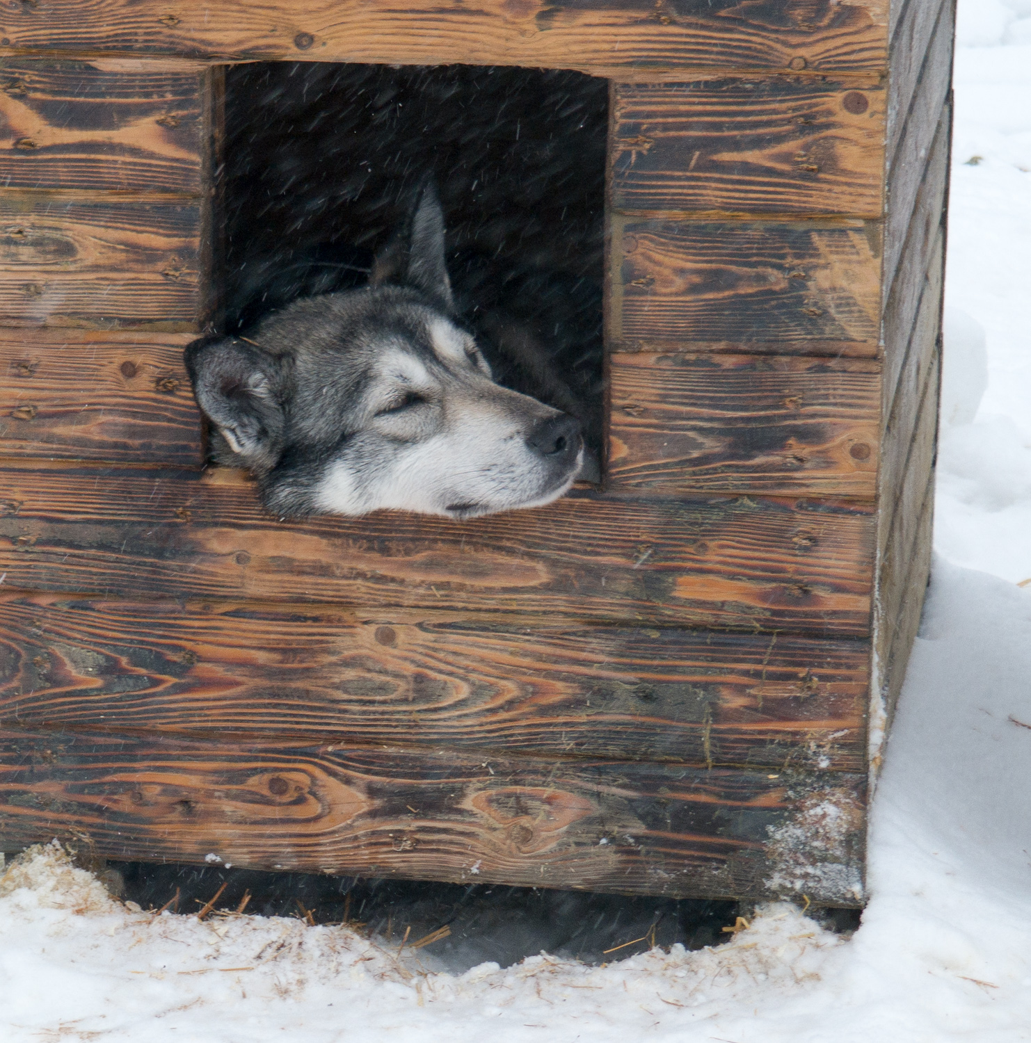 Schlittenhunde - 4