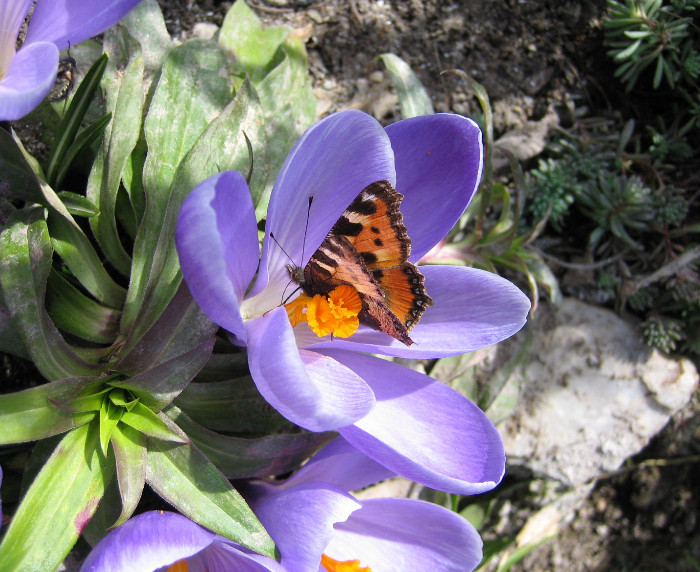 Schmetterling