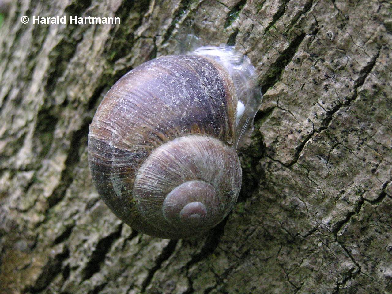 Schnecke