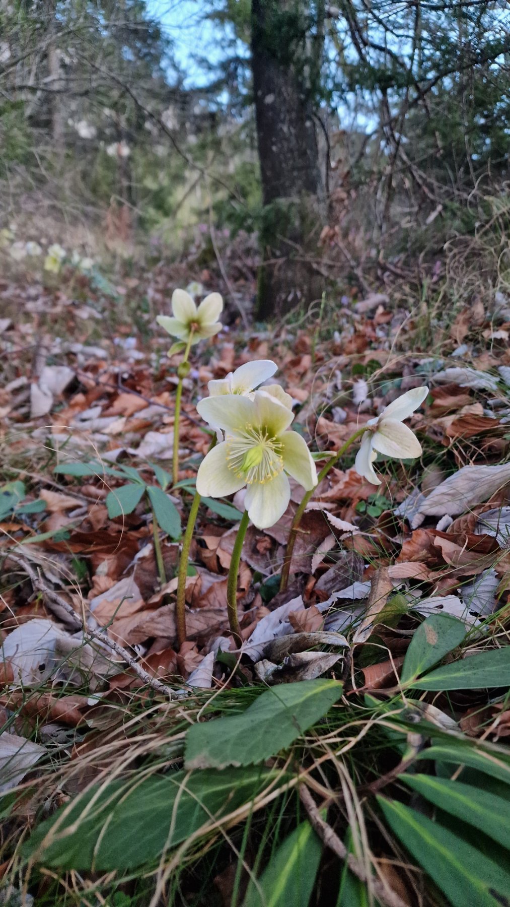 Schneerose