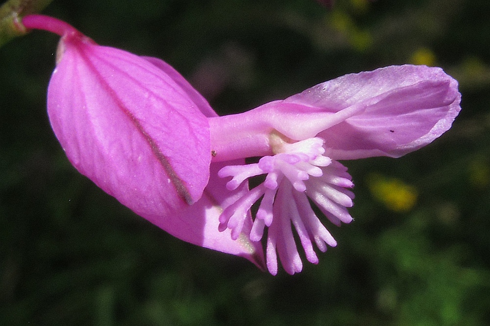 Schopfige Kreuzblume
