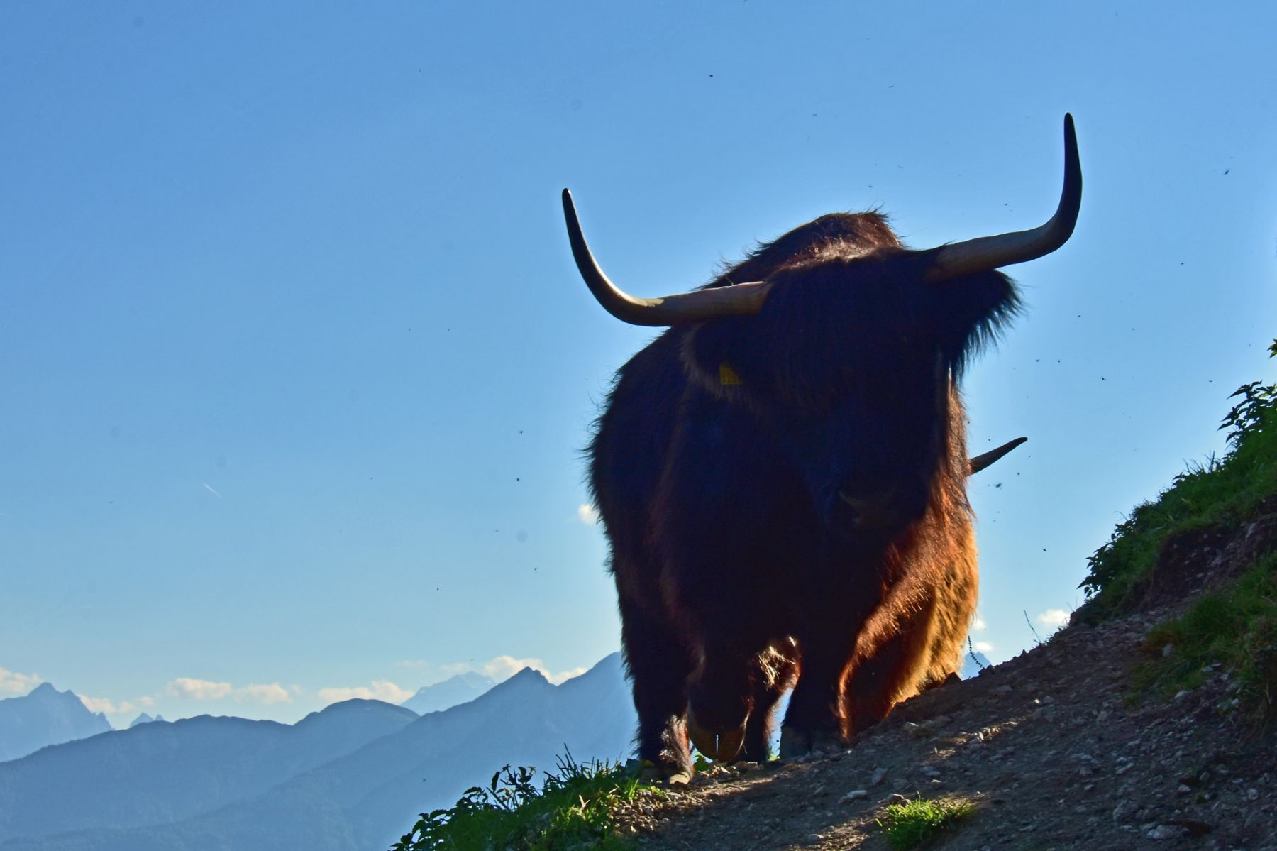 schottisches Hochlandrind