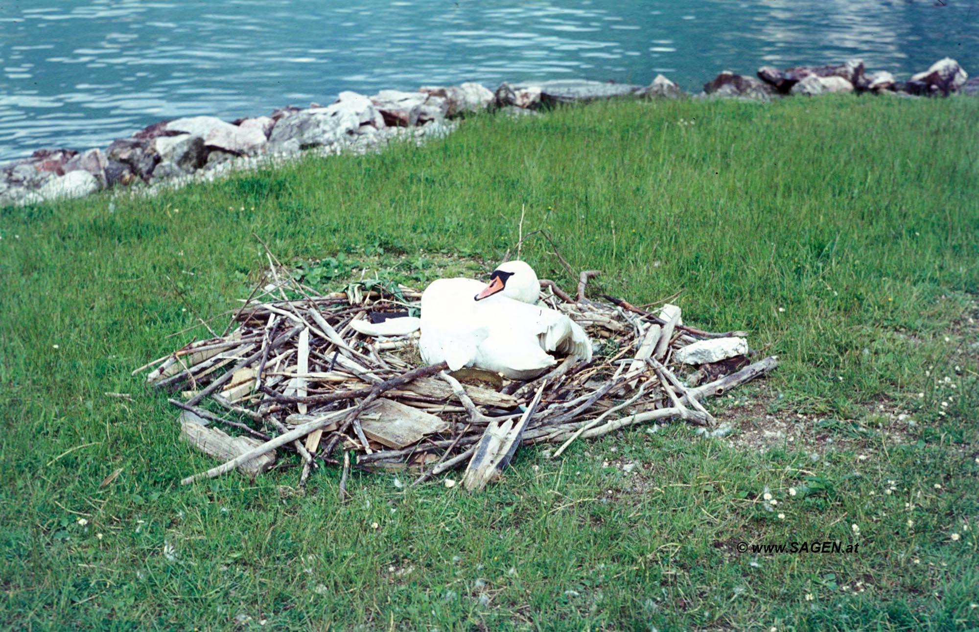 Schwanennest am Traunsee