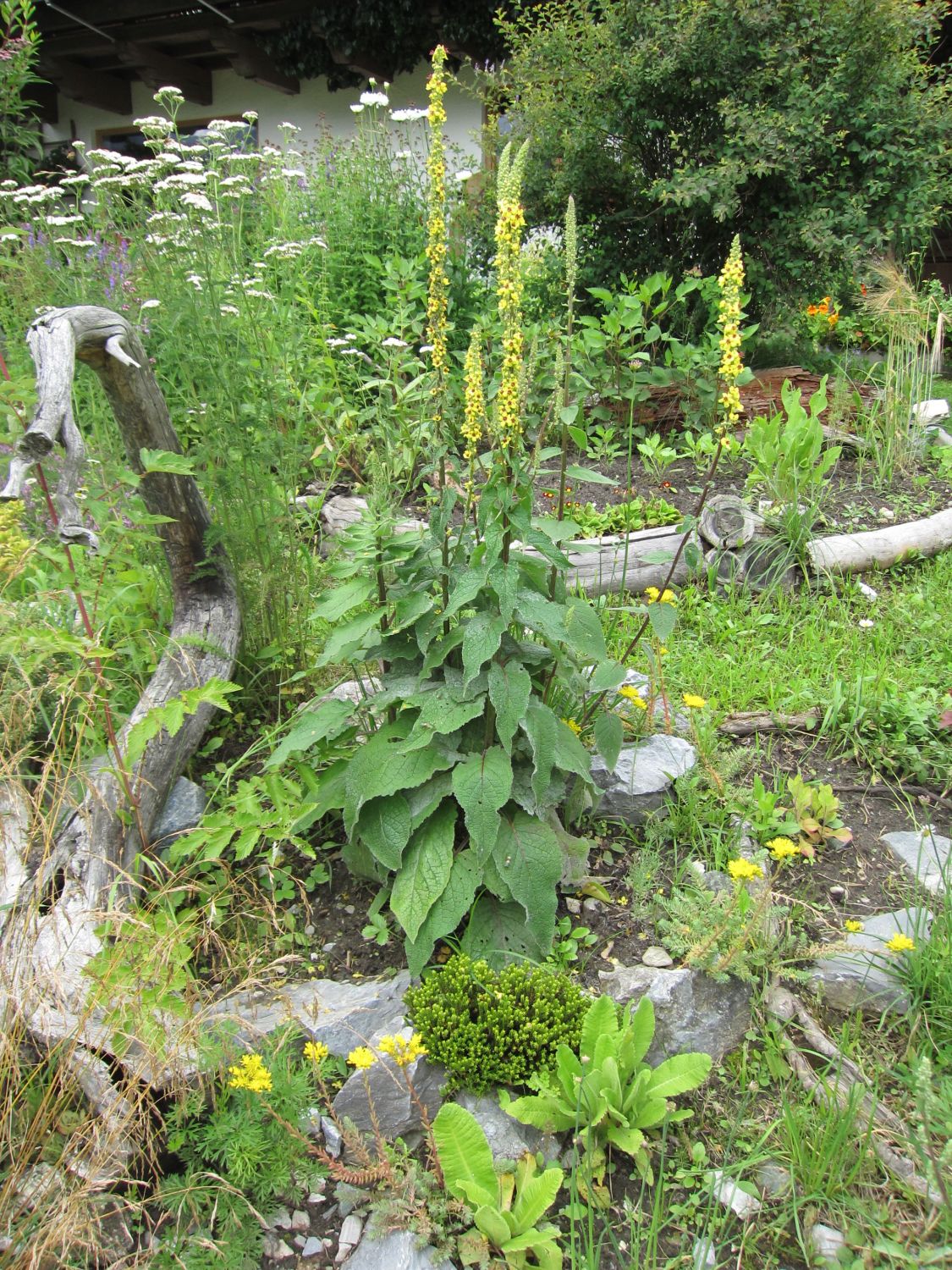 Schwarze Königskerze – Verbascum nigrum