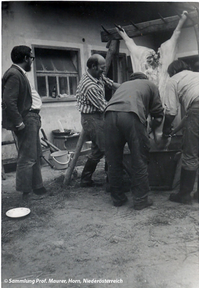 Schweineschlachten in Donnerreith