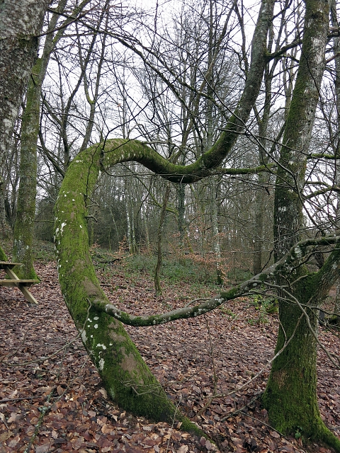 Schwungvoll