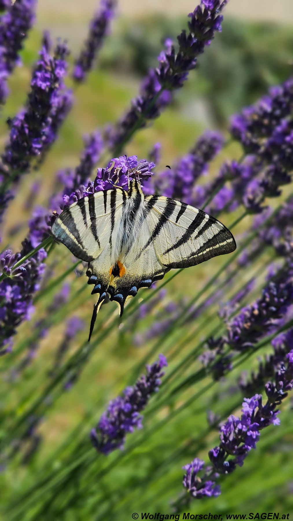 Segelfalter im Lavendel, Naturns Sonnenberg