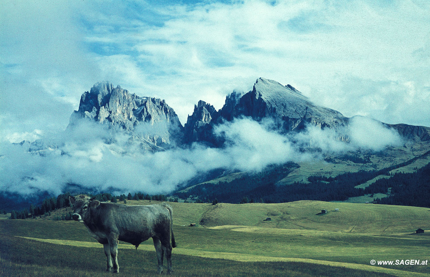 Seiser Alm mit Kuh 1970