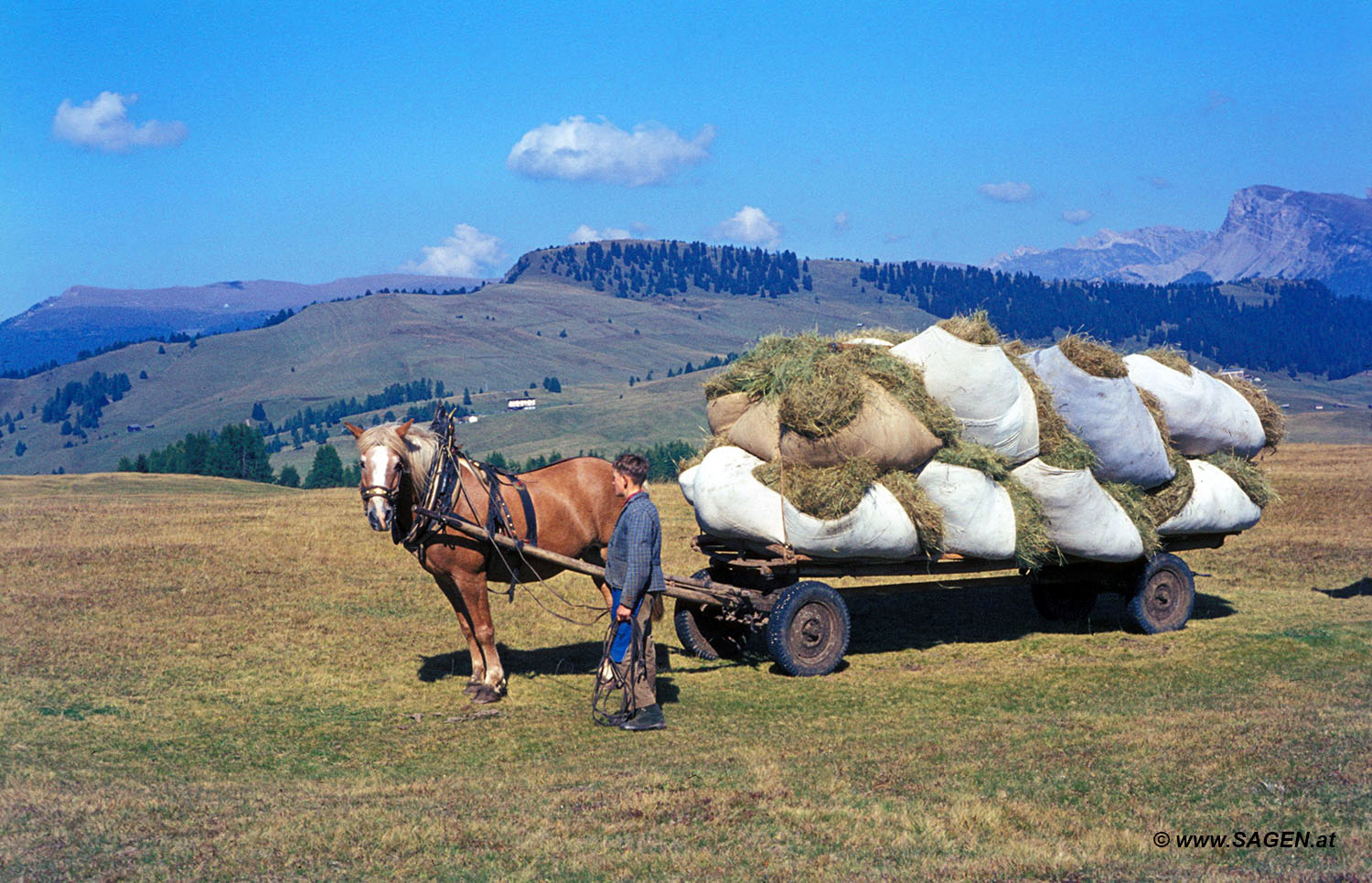 Seiser Alm Pferdefuhrwerk Heu