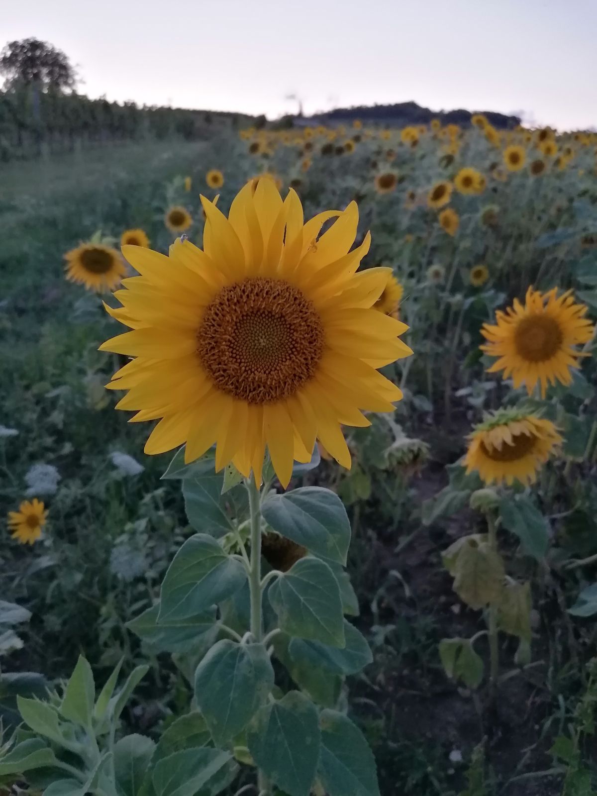 Sonnenblume in einem Feld in Guntramsdorf