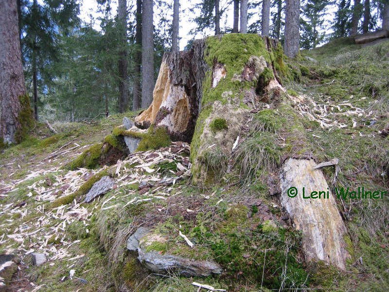 Spechtenschmiede 1a