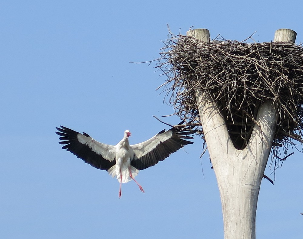 Störche im Anflug zum Nest
