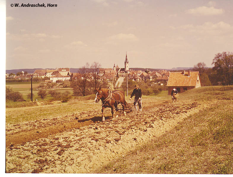 Stadt Horn - Feldbestellung im Jahre 1959.