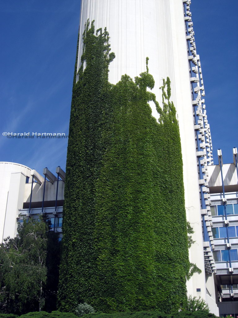 Stadtpflanzen-Fassadenkletterer