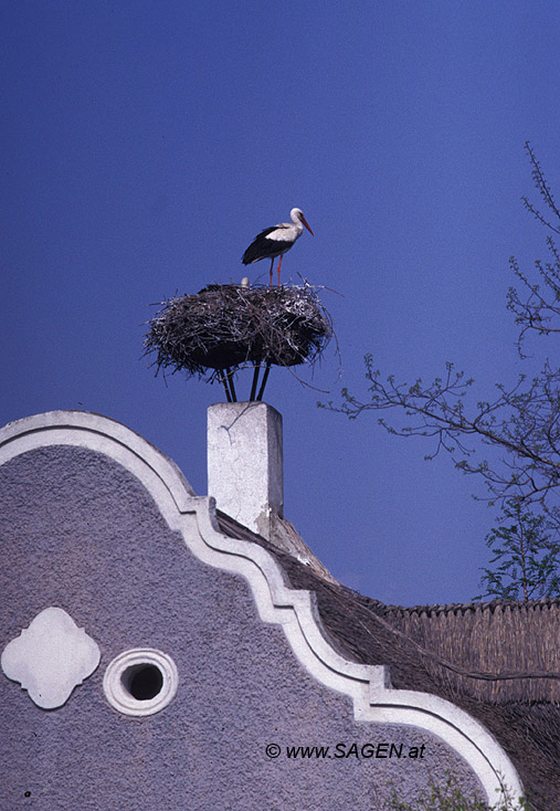 Storchennest in Burgenland