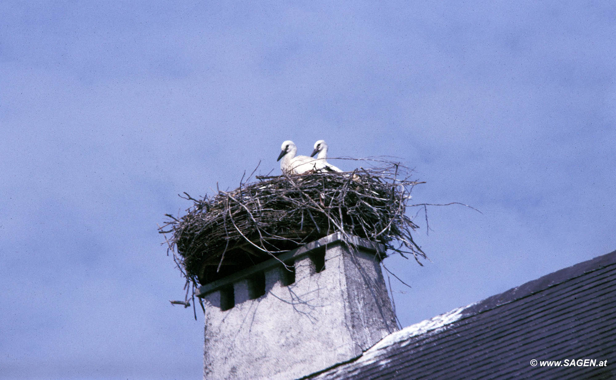 Storchennest Neusiedler See