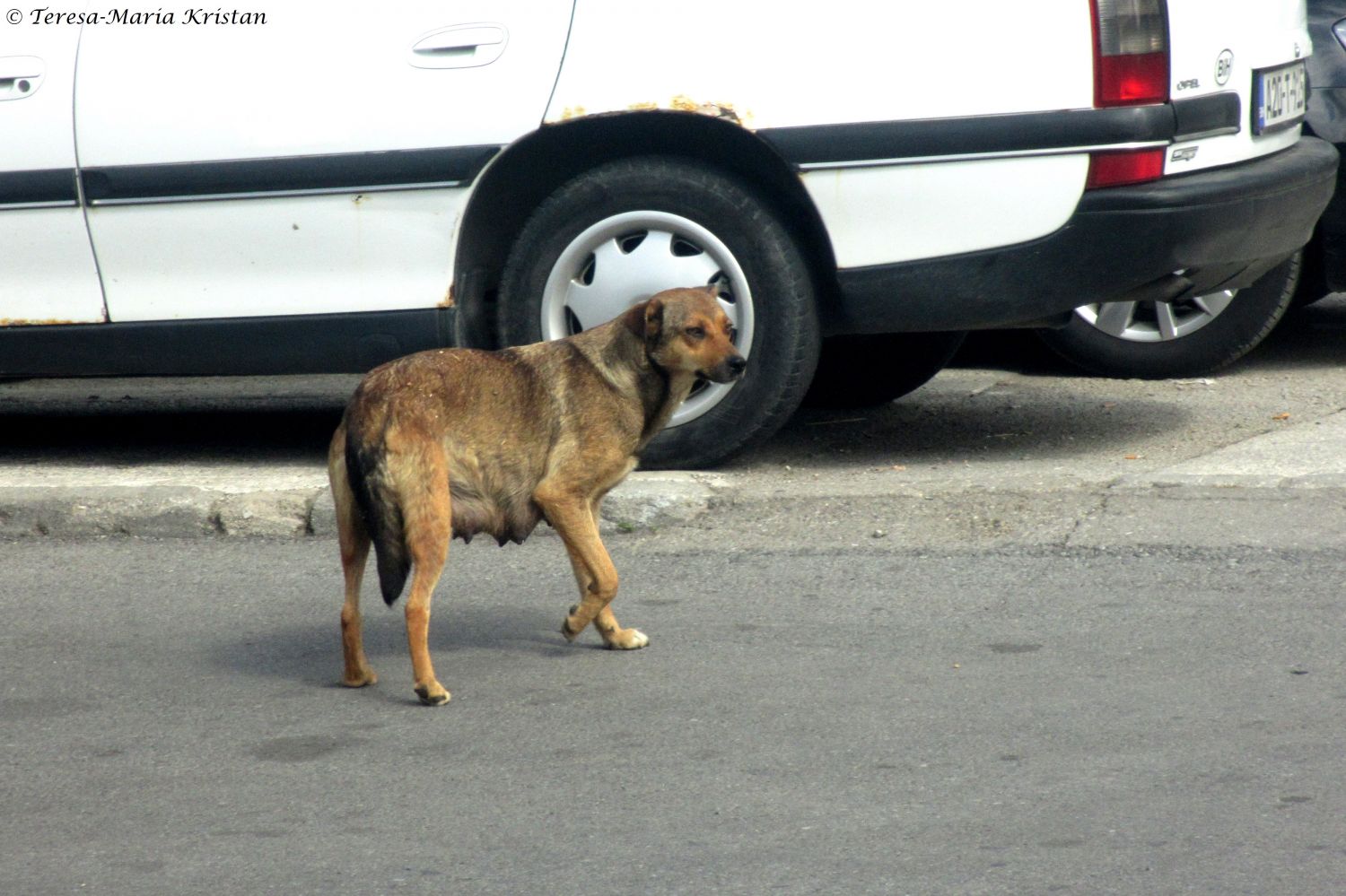 Straßenhund in Sarajevo