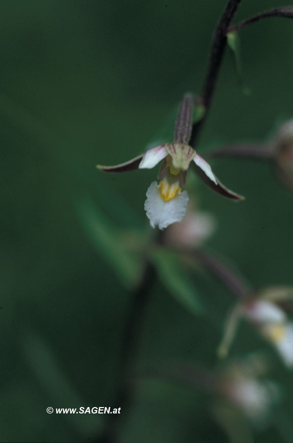 Sumpf-Stendelwurz (Epipactis palustris)