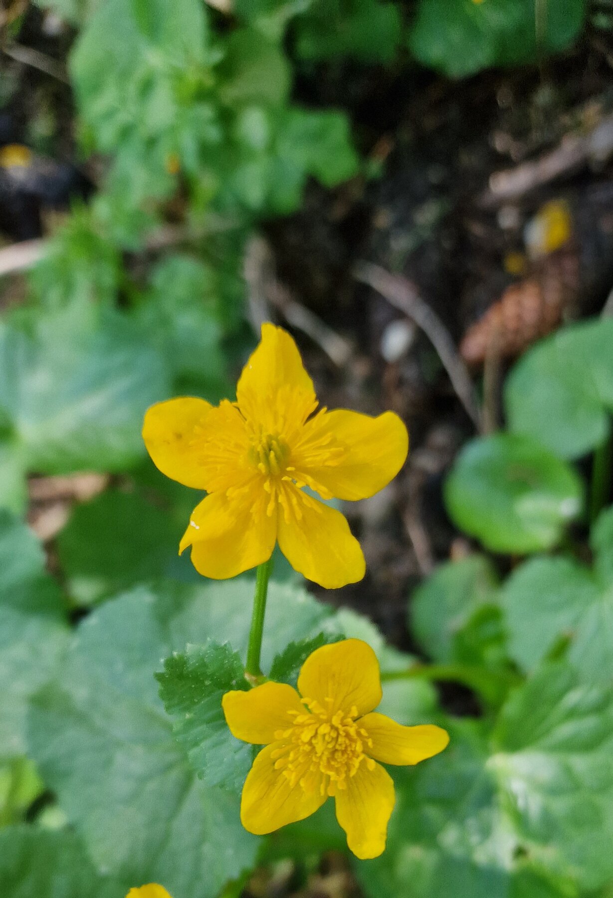 Sumpfdotterblume