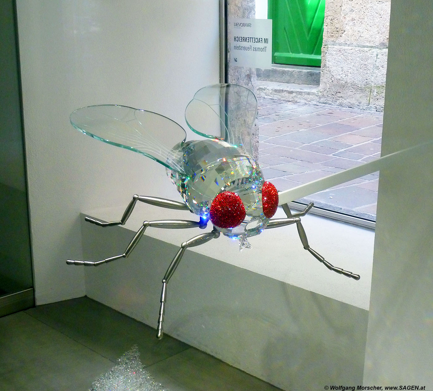 Superfly (Drosophila) - Thomas Feuerstein