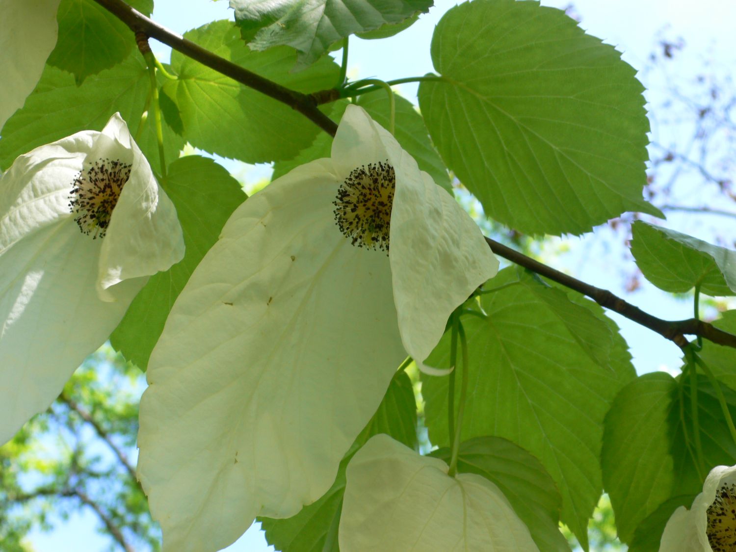 Taschentuchbaum in Blüte