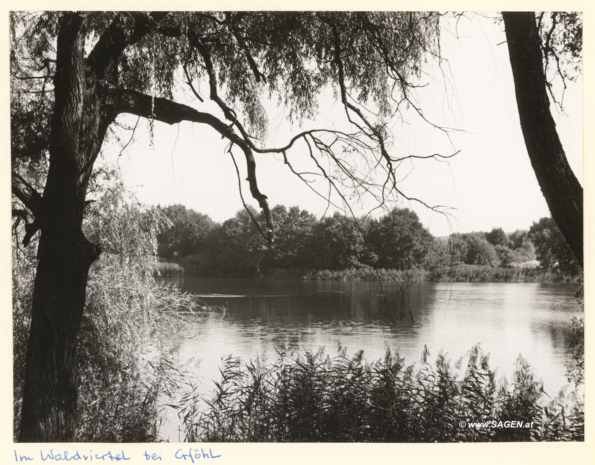 Teich im Waldviertel bei Gföhl im Sommer 1958