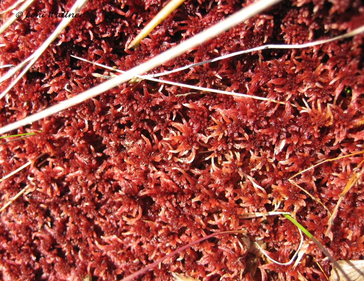 Torfmoos - Sphagnum