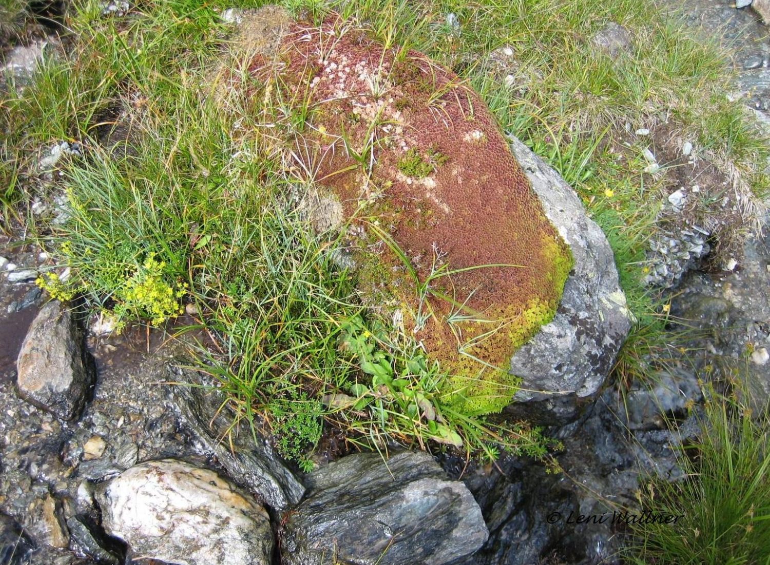 Torfmoos - Sphagnum