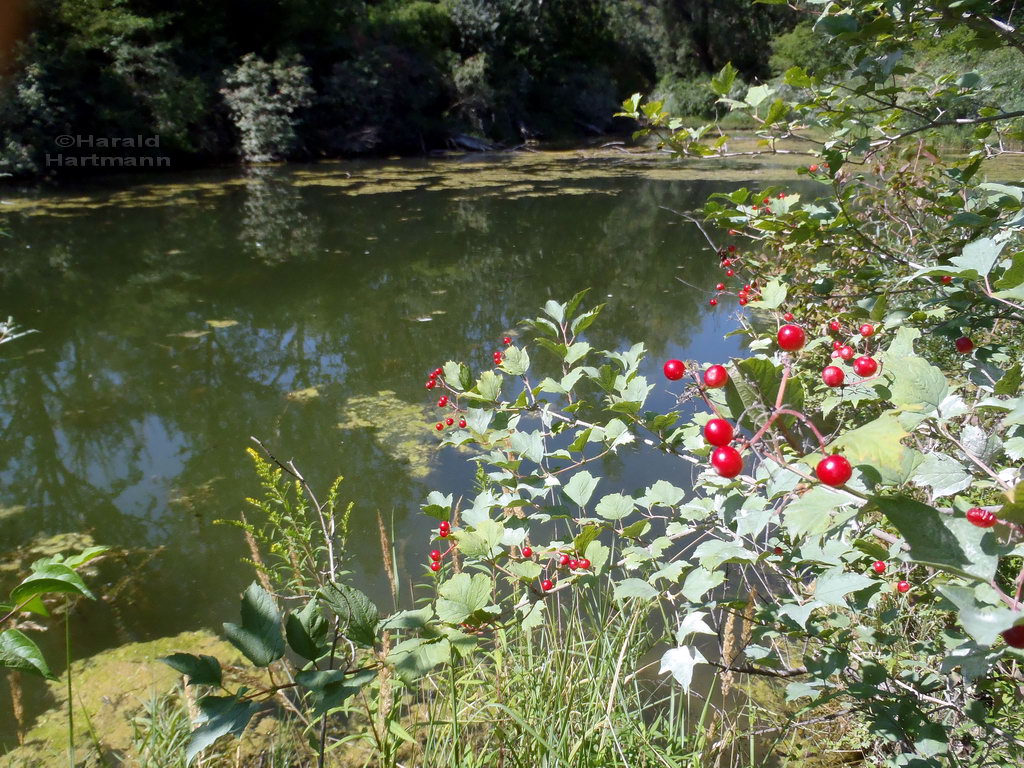 Toter Grund Donauinsel