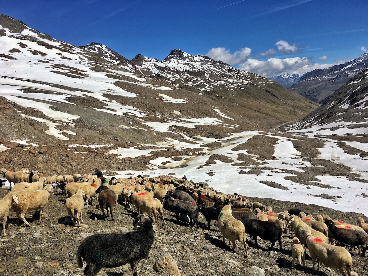 Transhumanz Schalstal - Vent via Niederjoch 2017