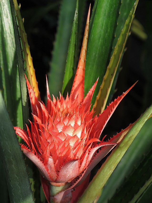 Tropische Flora im Palmenhaus