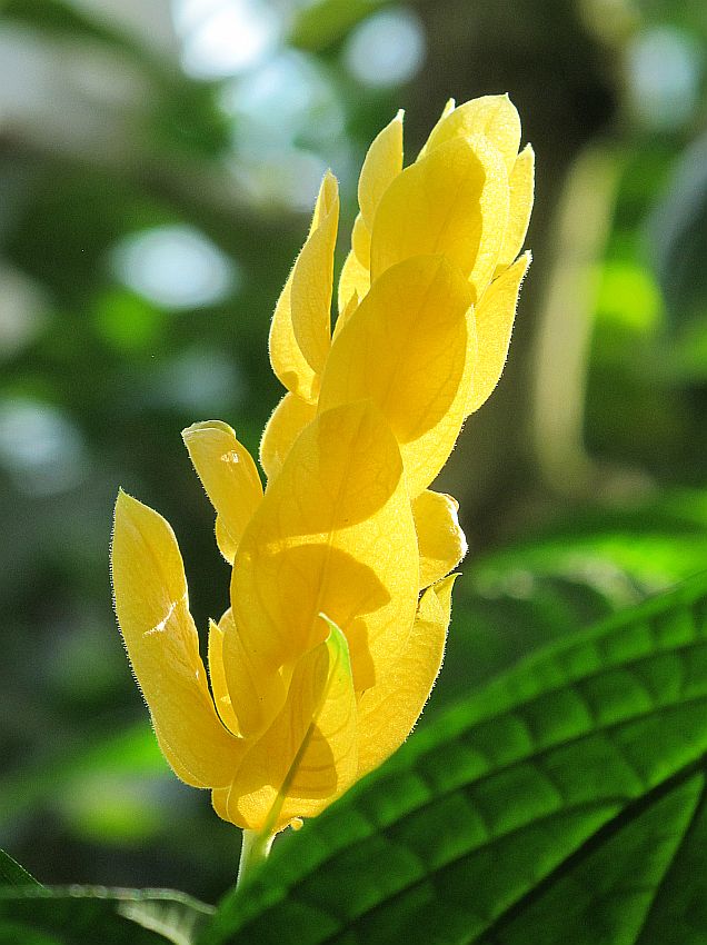 Tropische Flora im Palmenhaus