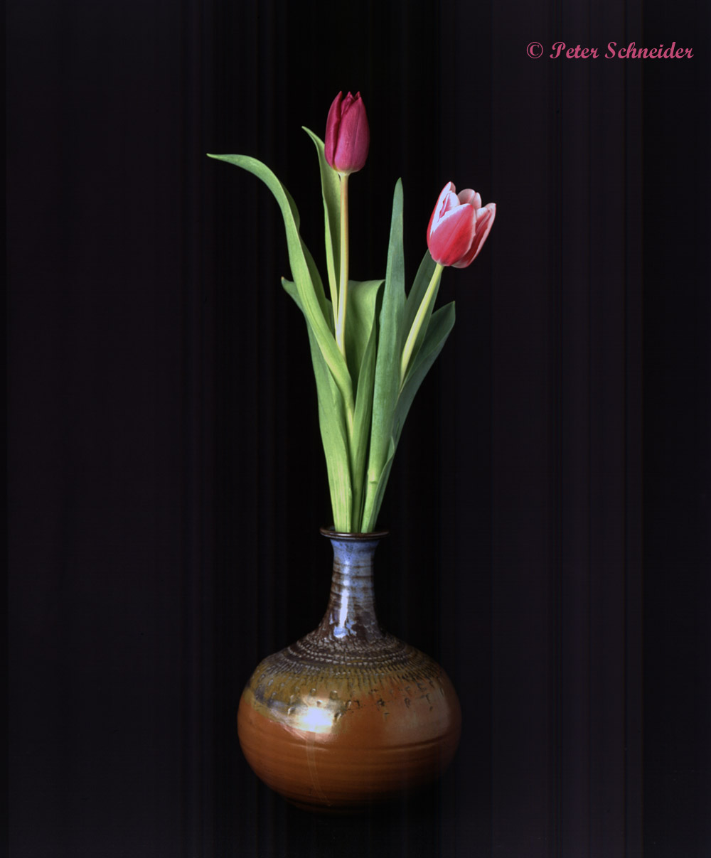 Tulpen