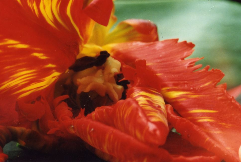 Tulpen
