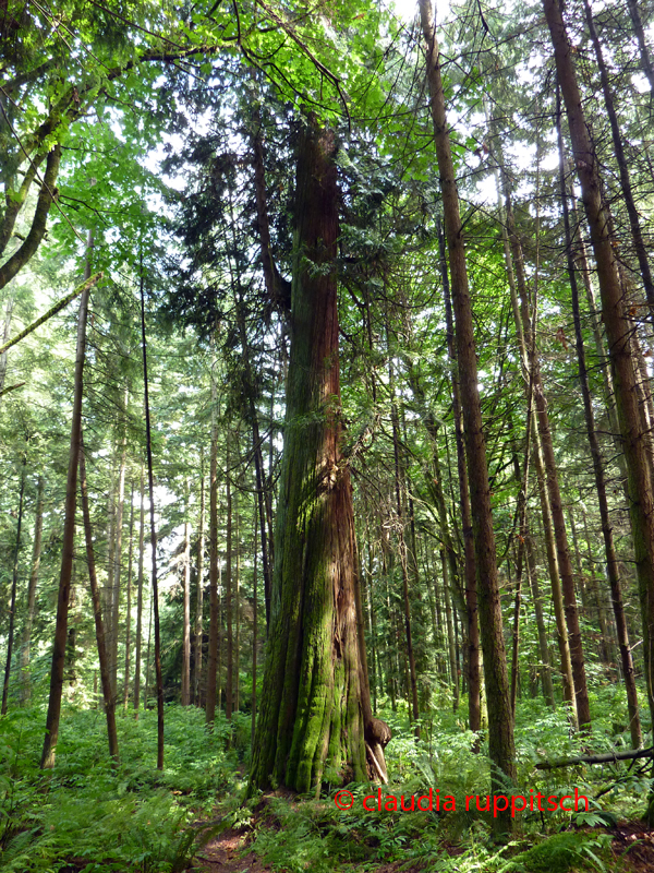 Vancouver, Stanley Park