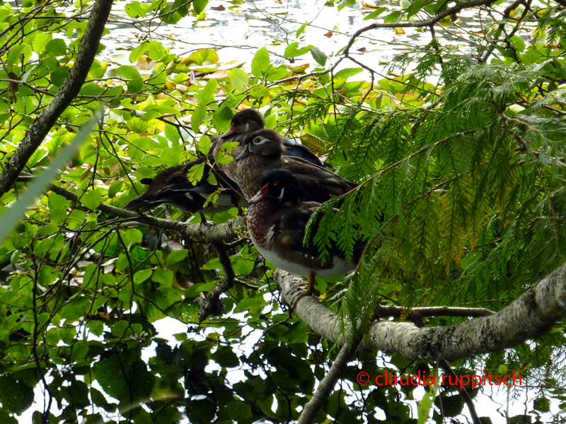 Vancouver, Stanley Park