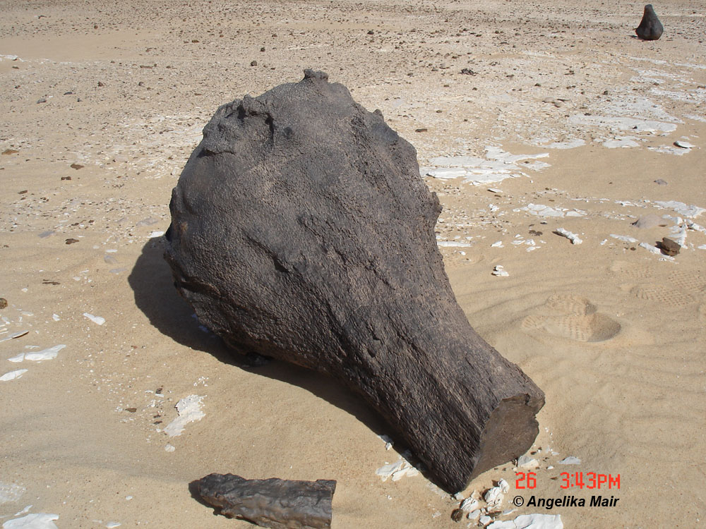 Versteinertes Holz in der Sahara, Gilf Kebir