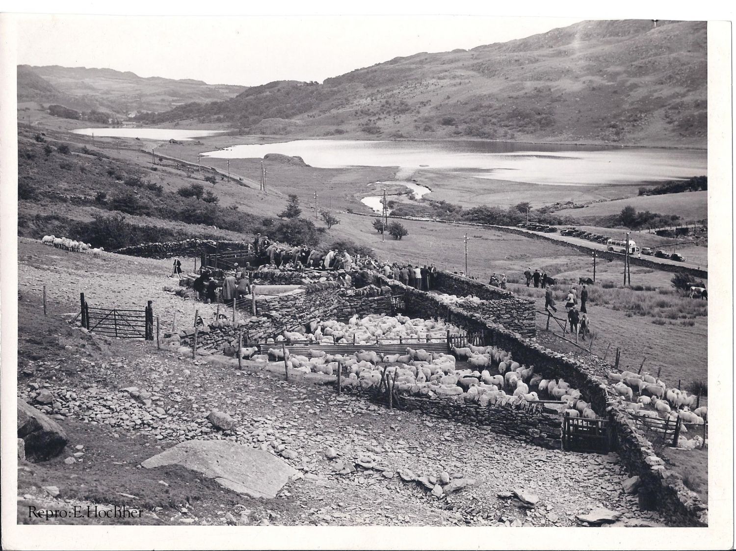 Viehmarkt in Wales 1954