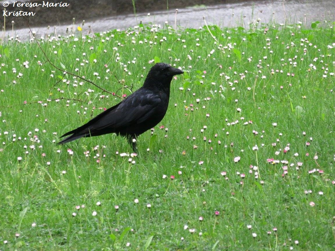 Vogel beim Stadtfriedhof Hall