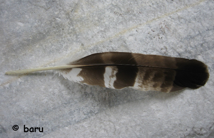 Vogelfeder - Bussard?