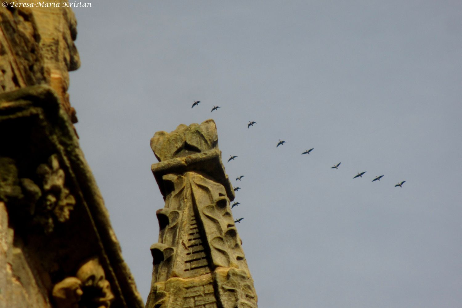 Vogelzug bei der Rosslyn Chapel, Schottland