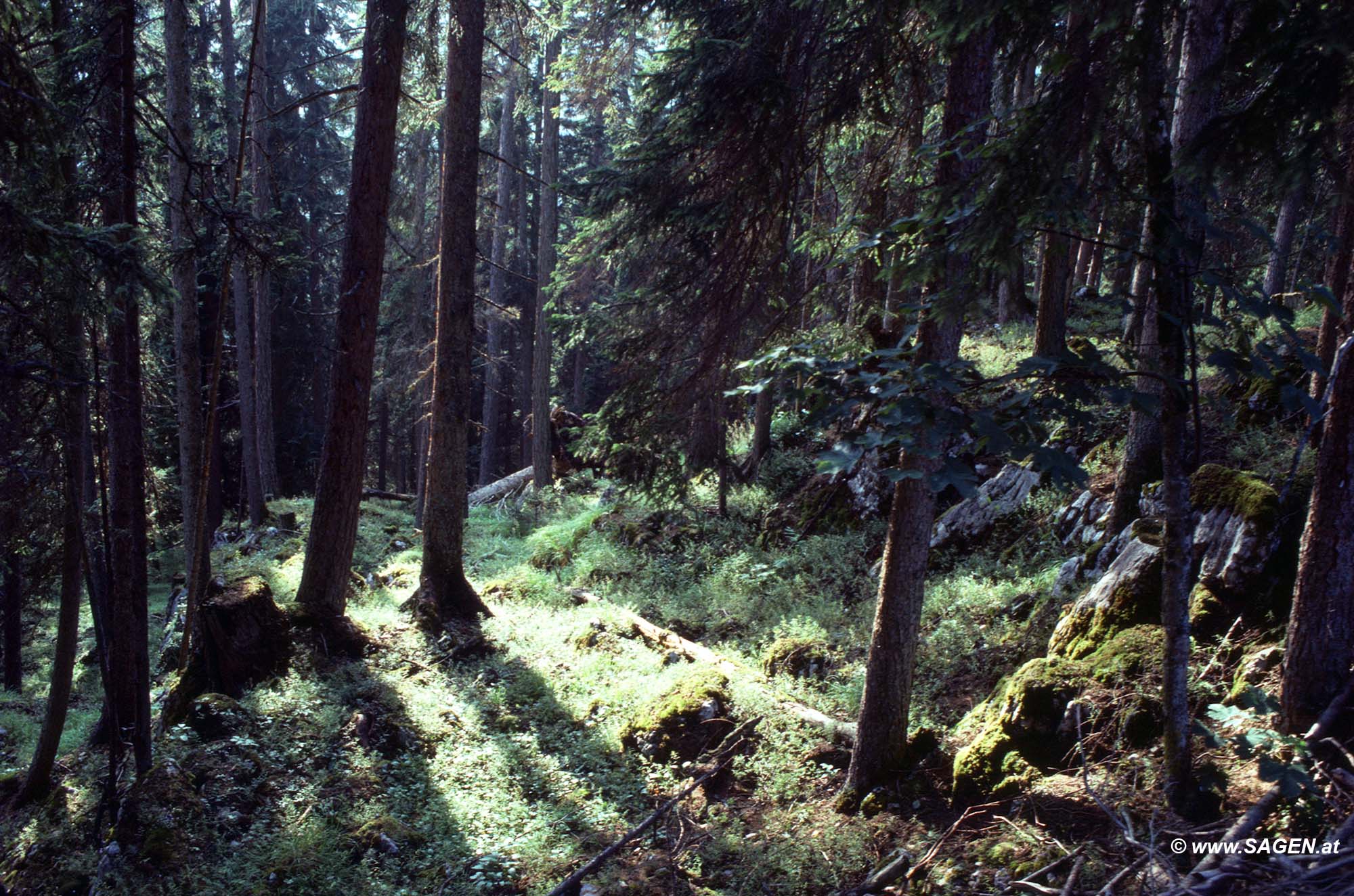Wald zur Viehbergalm bei Gröbming