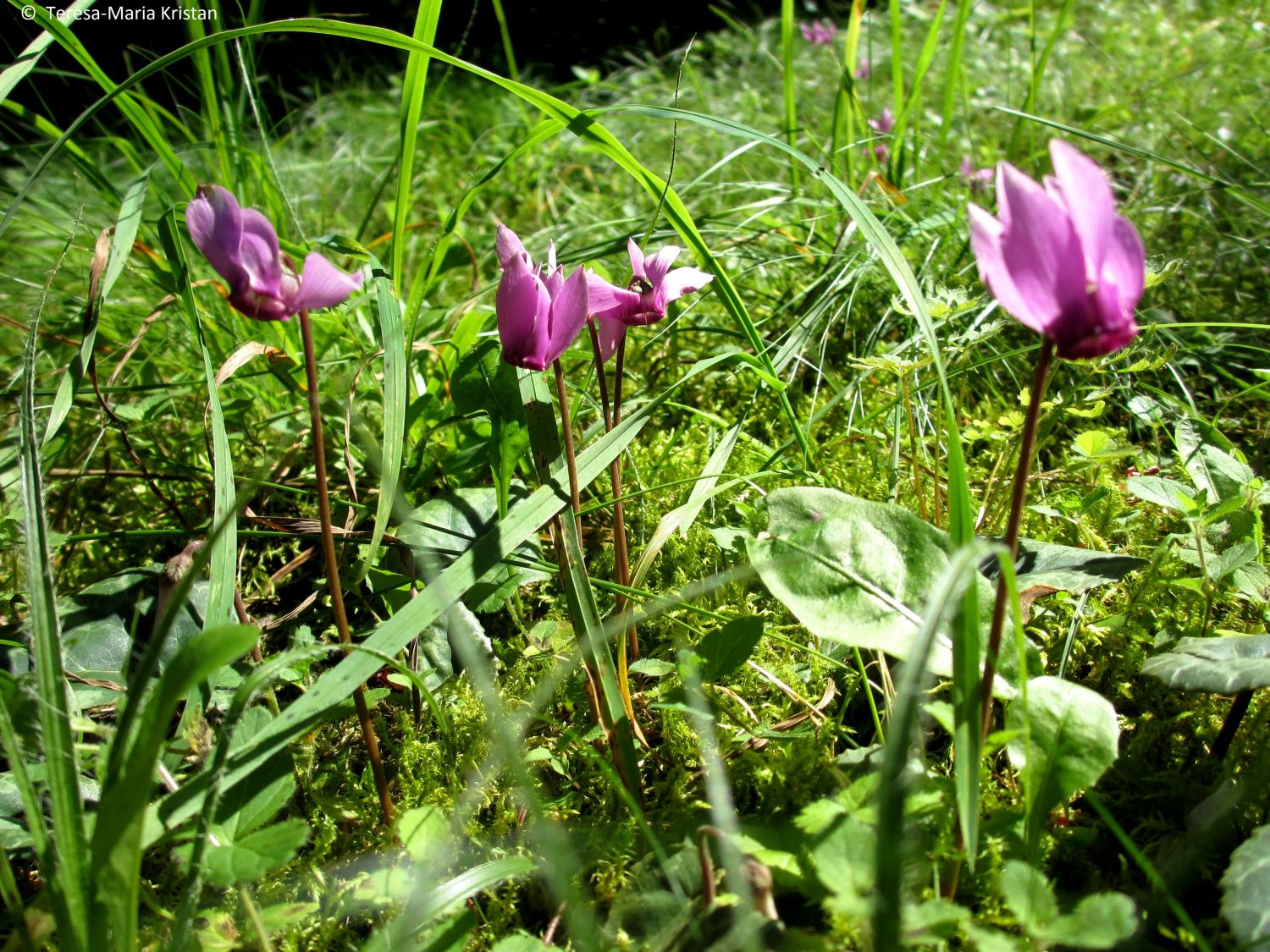 Wald-Zyklamen am Odinstein, Traunkirchen