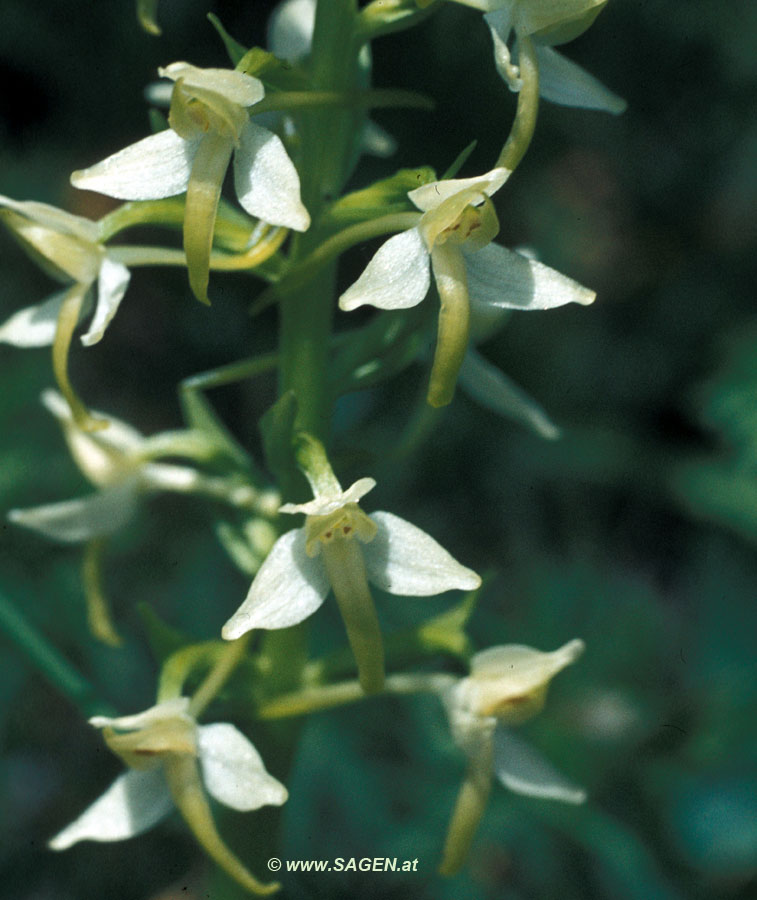 Waldhyazinthe (Platanthera sp.)