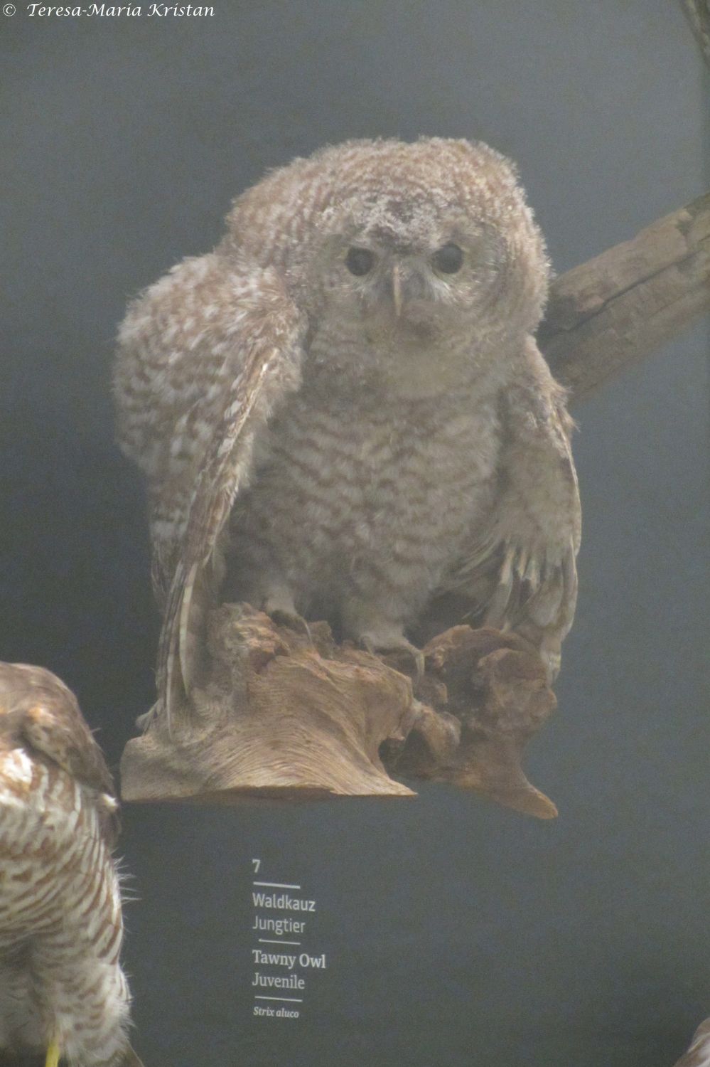 Waldkauz, Naturkundemuseum Graz Joanneum