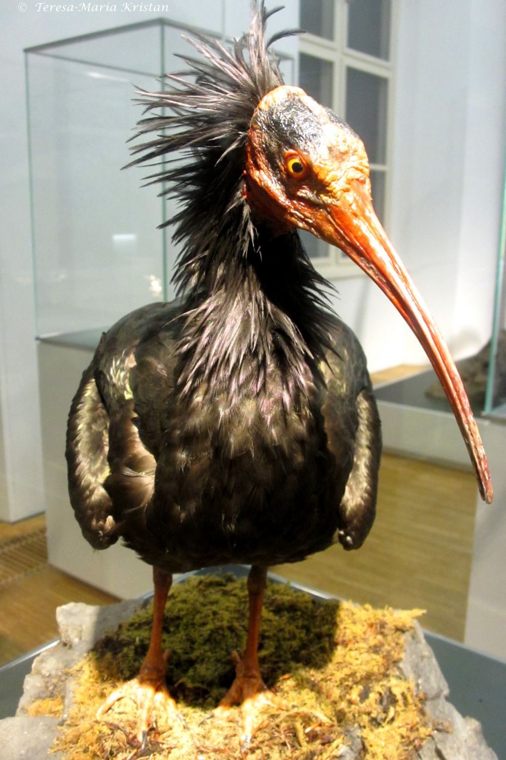 Waldrapp, Naturkundemuseum Graz Joanneum