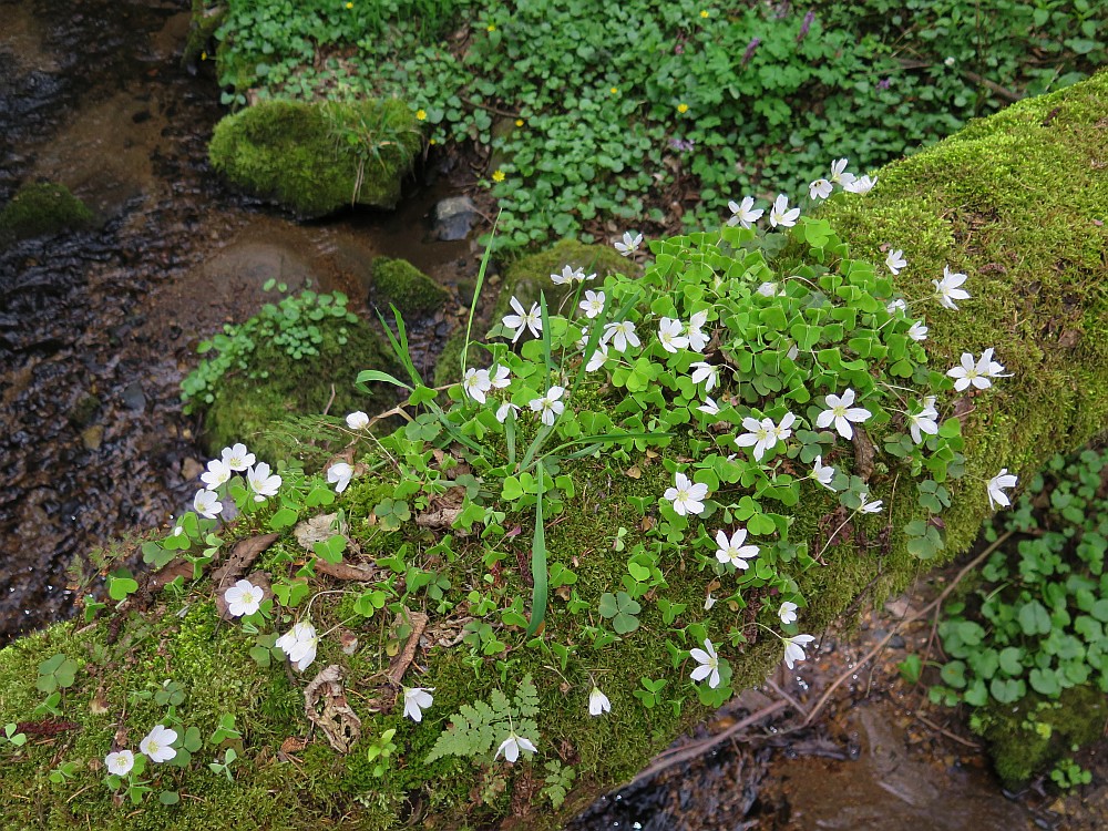 Waldsauerklee