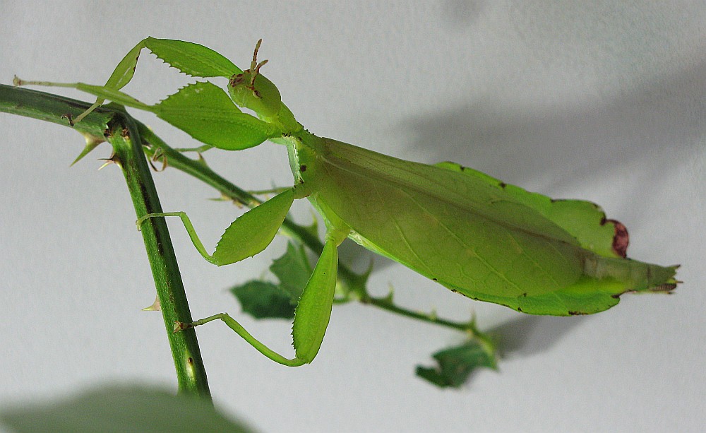 Wandelndes Blatt