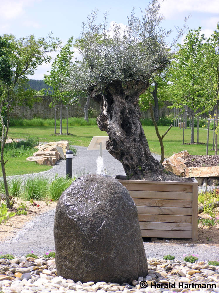Wasser und Olivenbaum