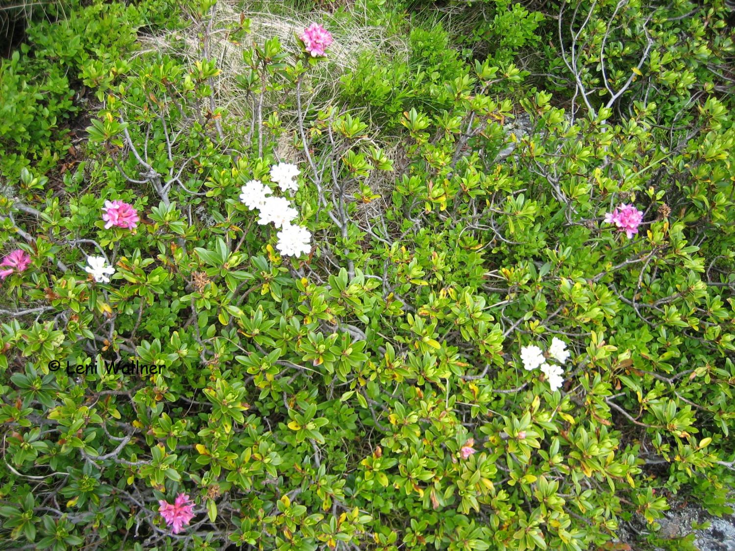 Weiße Almrose